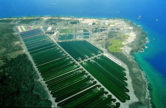Algenproduktion für Hawaiian Spirulina und Astaxanthin auf Hawaii