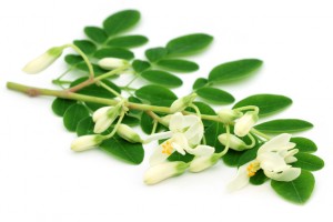 Moringa Pulver günstig kaufen und mehr erfahren über Wirkungen von Moringa Oleifera
