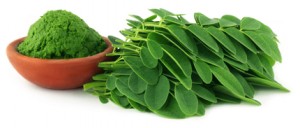 Kalzium für Vegetarier - Moringa Oleifera Pulver kaufen und mehr über Moringa erfahren