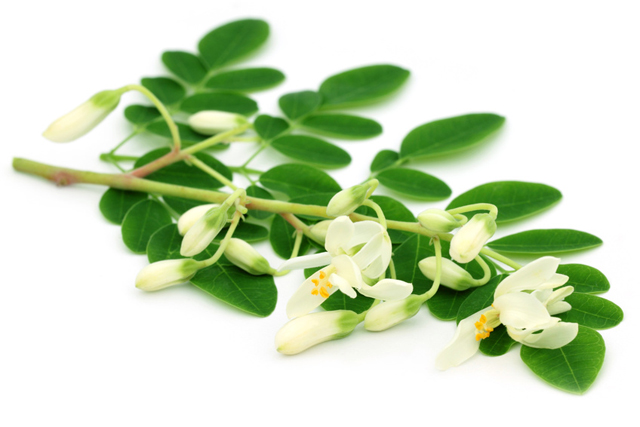 Kalzium für Vegetarier - Moringa Pulver günstig kaufen und mehr erfahren über Wirkungen von Moringa Oleifera
